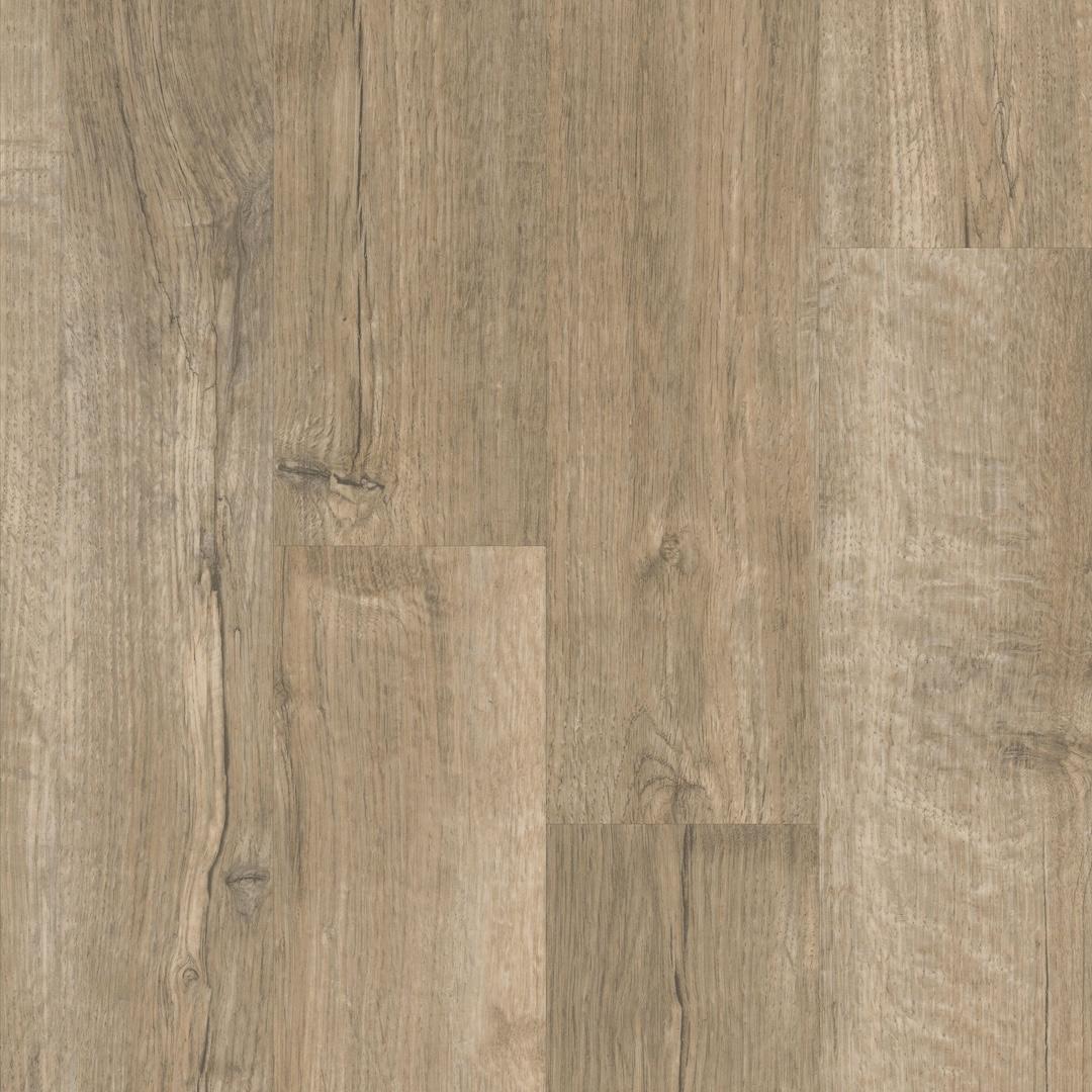 bear oak