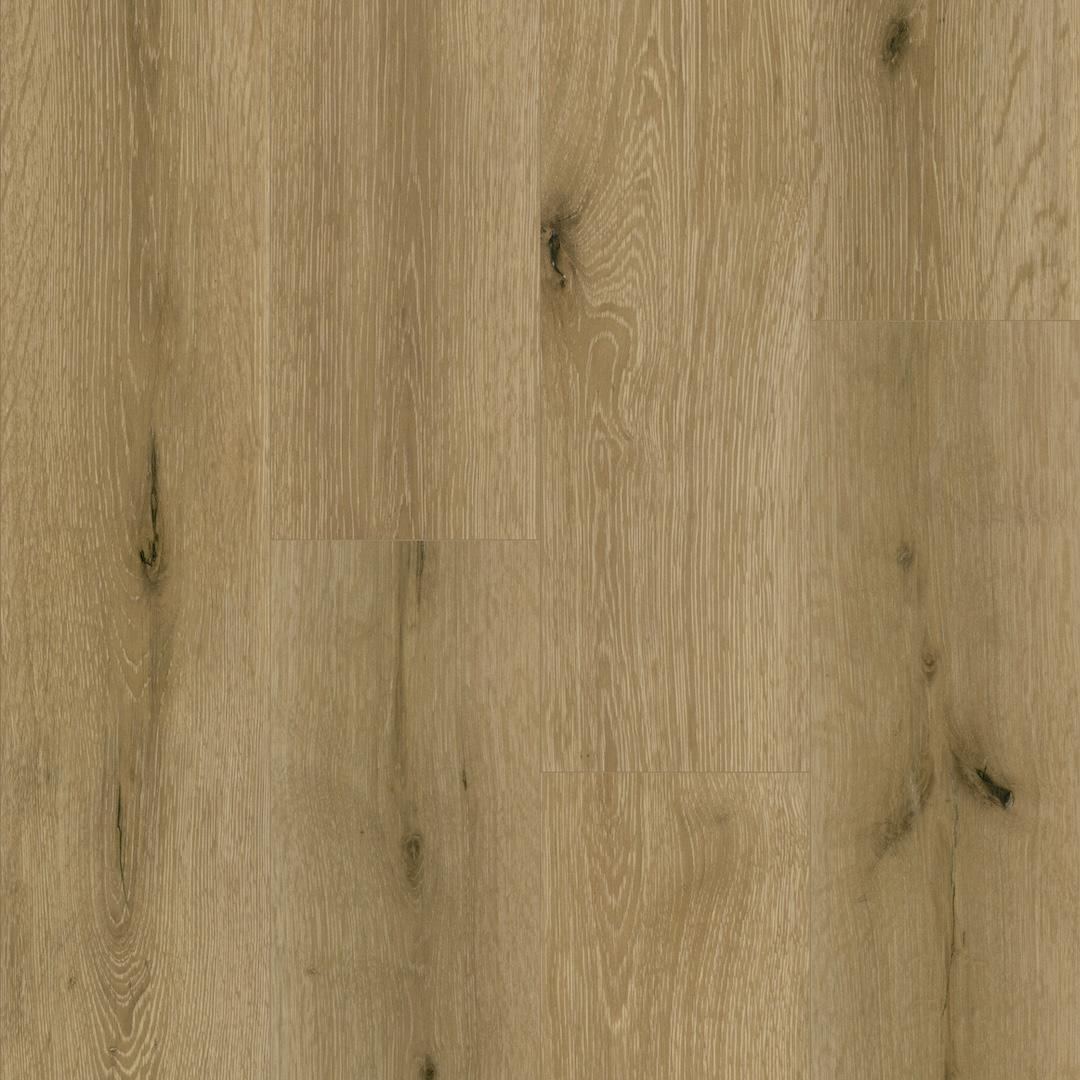 yorktown oak